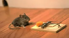 How to get rid of mice and rats fast with a simple 8-step home plan