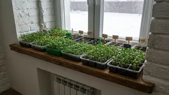 Why should these flowers be sown for seedlings in January? List of flowers for January sowing!