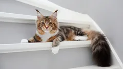 Maine Coon: Everything you need to know about this gentle giant.