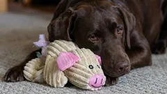 Why does your dog bring you a toy but not give it back?