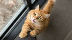 7 signals a cat gives when asking for help