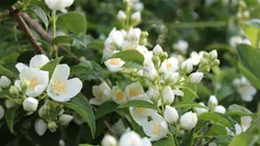 A houseplant known as a "source of happiness": its aroma lifts your mood and calms your nerves.