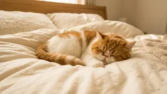 7 main reasons why your cat stopped sleeping next to you