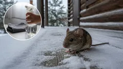 4 natural scents that repel rodents from your home in winter