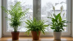 Can these plants replace expensive humidifiers? An expert named three "saviors" for the home.