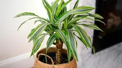 9 rules for caring for DRACENA: How to turn a stunted plant into a tropical beauty