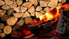 Which wood is the new leader among fuels? Owners of fireplaces praise them for their low price.