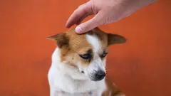 7 things that annoy your dog, and you don't even realize it