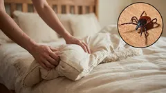 Your bed hides mites: experts have identified the temperature that guarantees their destruction