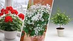 Top 10 most fragrant indoor plants