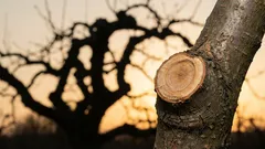 How to stop trees from growing so they bear fruit: 3 pruning mistakes that many people make