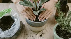 5 fatal mistakes when repotting indoor plants that will inevitably kill them: don't do this