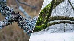 How to get rid of moss and lichen on trees in winter without chemicals: an effective folk remedy for any garden