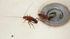 How to Get Rid of Cockroaches in an Apartment in 3 Steps That Really Work