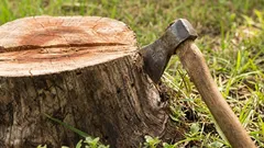 How to get rid of tree stumps and roots on your property: we examine all possible methods