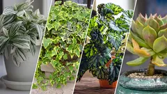 16 easiest plants to propagate: green pets for your home