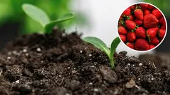 What crops to plant after strawberries: improving the soil in one season