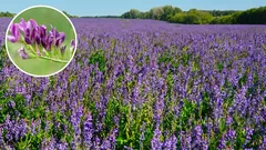 This plant quickly increases the fertility of even sandy soils, and it is also very useful. You can plant it now.