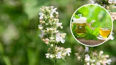 This unique plant is more soothing than mint and can replace lemon. Everything you need to know about catnip