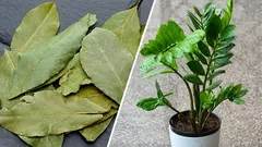 Why experienced housewives bury bay leaves in flower pots: a useful trick