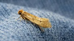 Moths in the closet: 5 natural and simple life hacks to get rid of pests for good