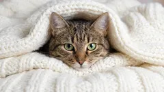 Why cats must climb into their owner's bed at night