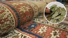 Place a bay leaf under the carpet and your daily problem will be gone by tomorrow morning.